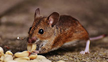 24 Hour & Emergency Exterminators in Galloway Township, NJ
